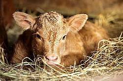 Baby Beef Calf