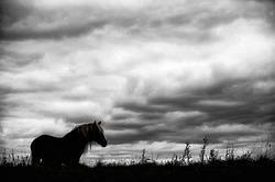 Horse against big sky background