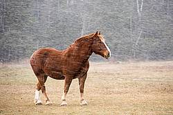 Belgian draft horse standing outside in a snow storm