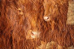 Double exposure of cow faces combined with the long winter hairy coats of cattle