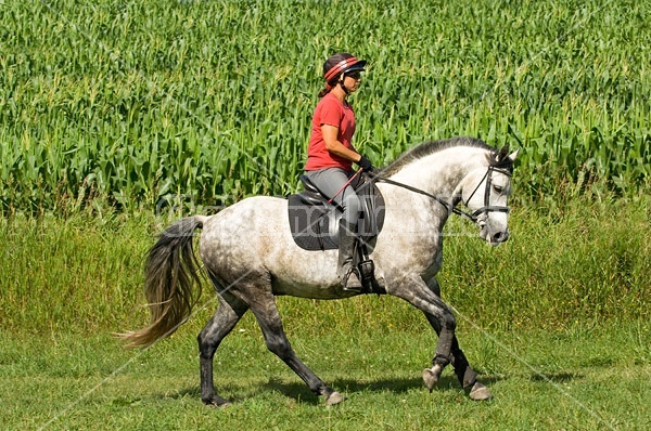 Woman riding gray horse in field