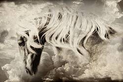 Photo of a belgian draft horse in the clouds