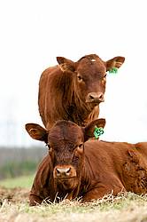 Beef Calves