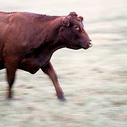 Cow walking by photographed with a slow shutter speed to imply motion