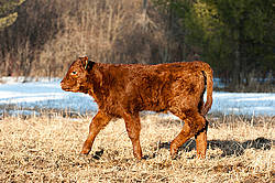 Beef calf