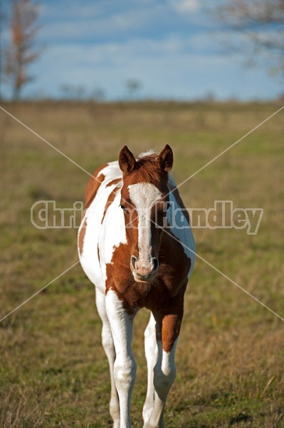 Portrait of young paint foal