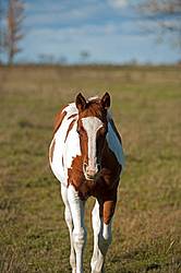 Portrait of young paint foal