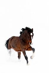 Bay horse in the snow