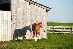 Paint quarter horse