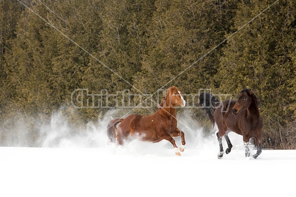 Two horses running and galloping through the deep snow