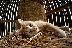 Cat laying on round bale of straw inside barn