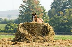 Chestnut Quarter horse eating hay
