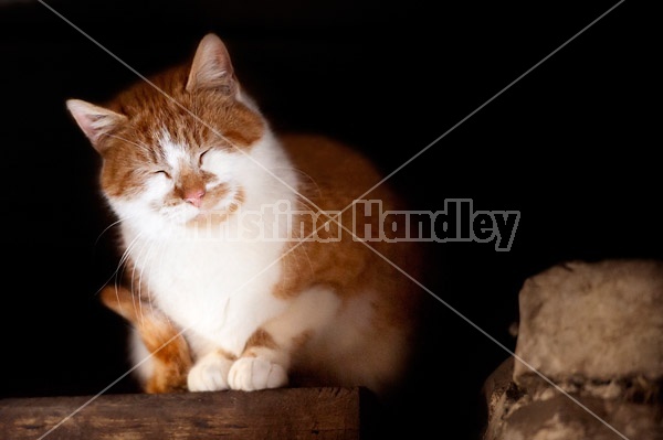 Orange and white barn cat sitting on barn beam