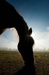 Horse grazing in field silhouetted against sky in early morning light.