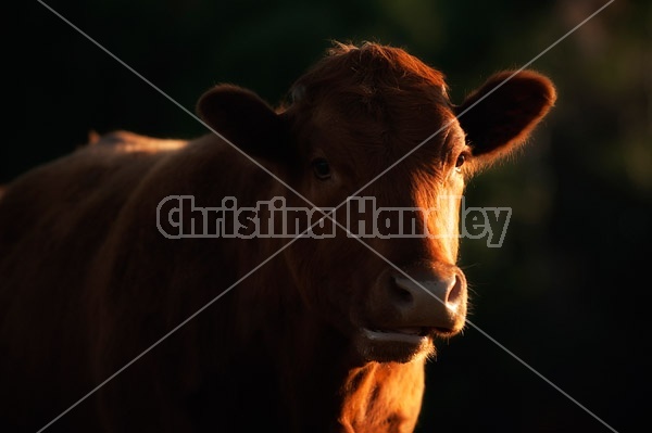 Beef cow in late evening light