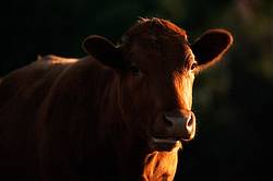 Beef cow in late evening light