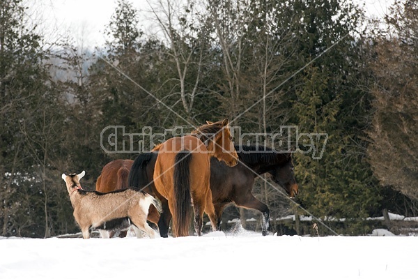 Group of horses and a goat outside in the snow 