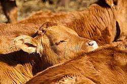 Young beef calves sleeping in the sun