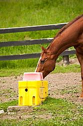 Thoroughbred horse drinking water