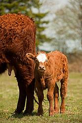 Beef Cow and Calf