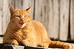 Orange barn cat