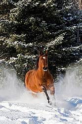American Quarter Horse running in deep snow