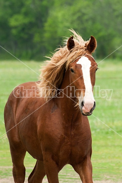 Yearling Belgian stallion trotting in field