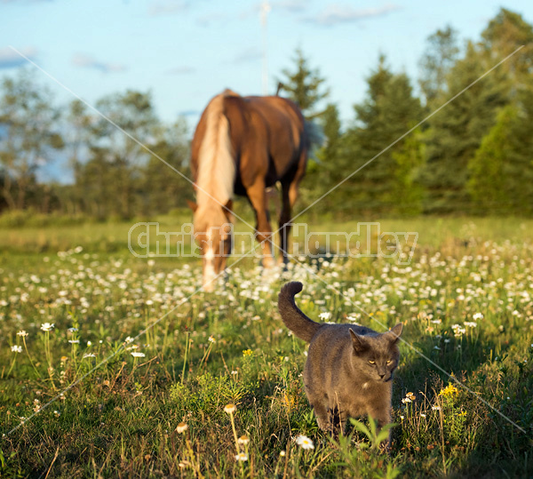 Cat in the field with a Belgian draft horse