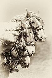 Three belgian work horses