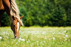 Horse grazing on summer pasture