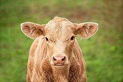Young Charolais beef calf