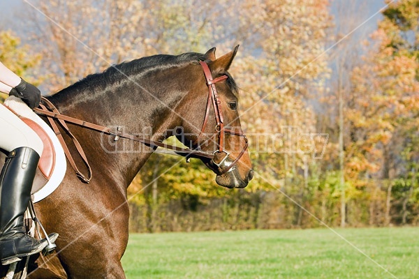 Bay horse in english bridle