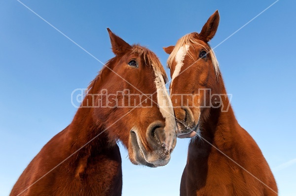 Two horses photographed from a very low angle against a bright blue sky