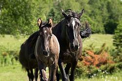 Rocky Mountain Horse mares and foals