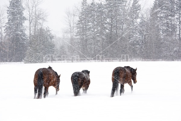 Three horses walking in deep snow