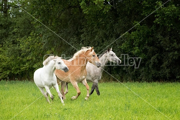Three horses running and playing in a field