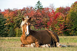 Belgian Draft Horse laying down in the field in the autumn time