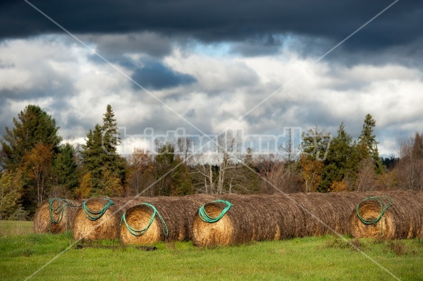 Garden hoses hanging on round bales of hay