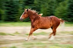 Belgian draft horse galloping through field. Photographed with a slow shutter speed to imply motion and speed