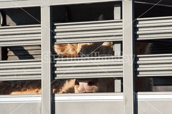 Charolais bull inside stock trailer