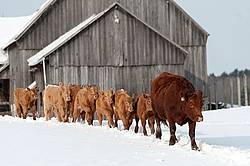 Cows and Calves walking in line