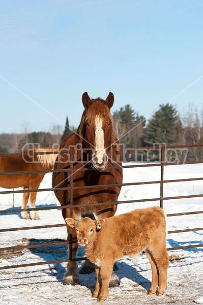 Baby Beef Calves and a Belgian Draft Horse