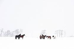 A herd of horses standing in a field during a snow storm