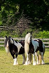 Gypsy horses