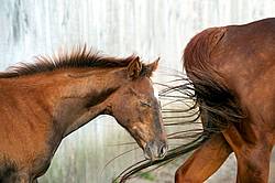 quarter horse foal 