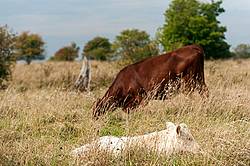 Cow and calf on summer pasture