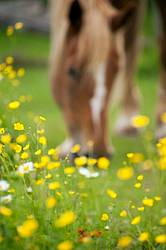 Chestnut horse grazing near a patch of buttercups