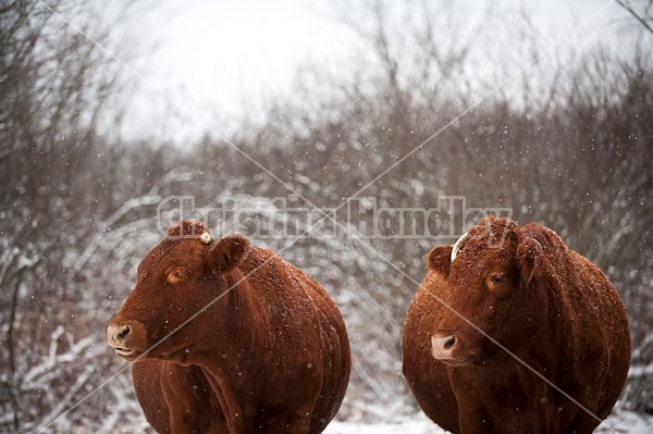 Two Beef Cows