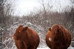 Two Beef Cows