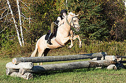 Young woman riding palomino horse over cross country jumps